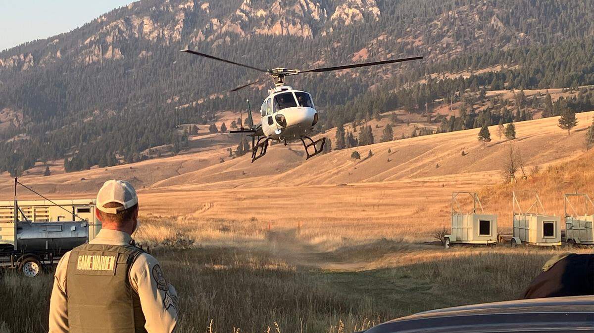 A hunter was transported to safety in a helicopter after he shot a charging mother grizzly from a tree he climbed to escape in Montana’s backcountry, officials said.