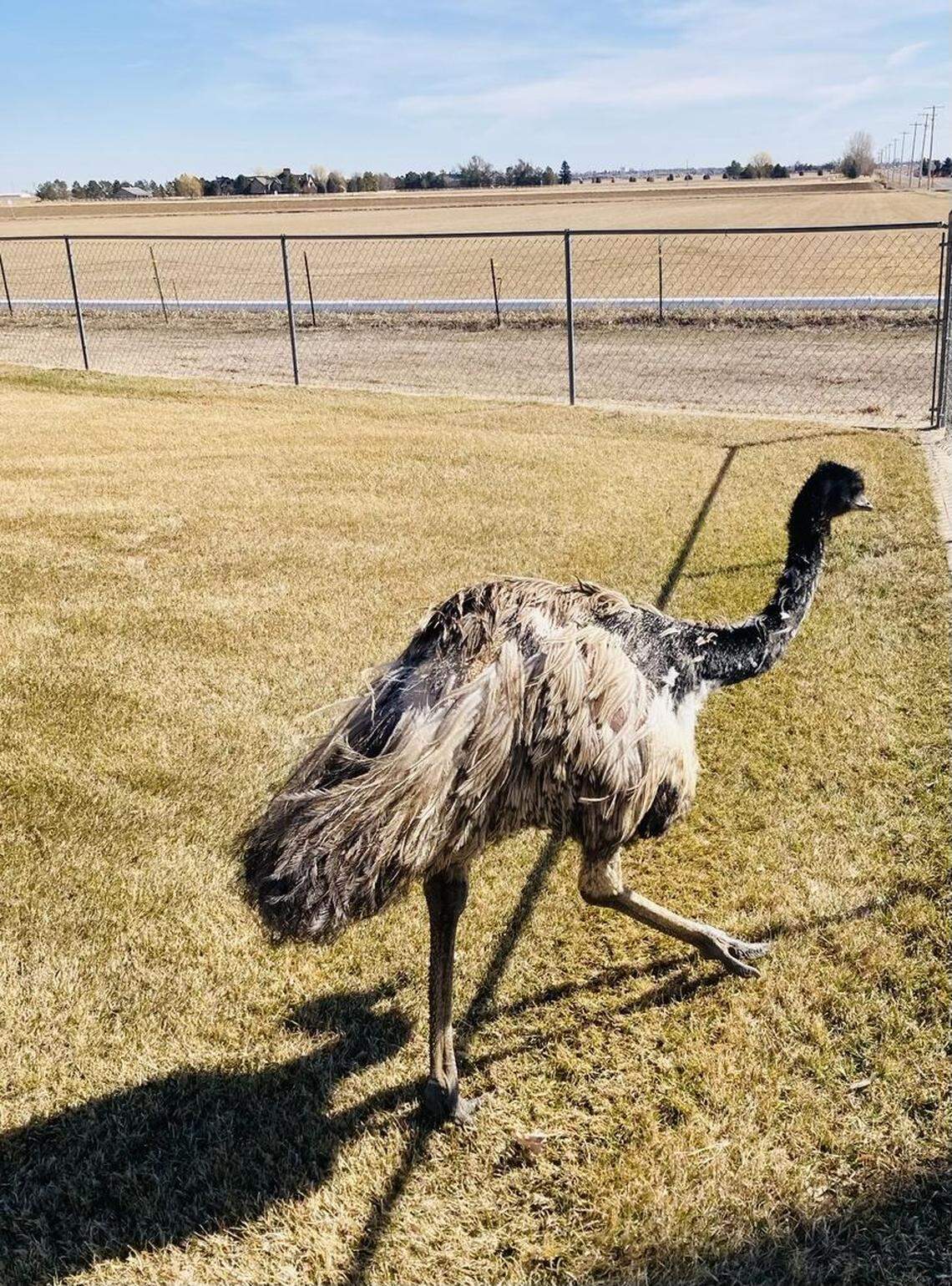A runaway emu almost got away with its escape — until someone recognized it in Colorado.