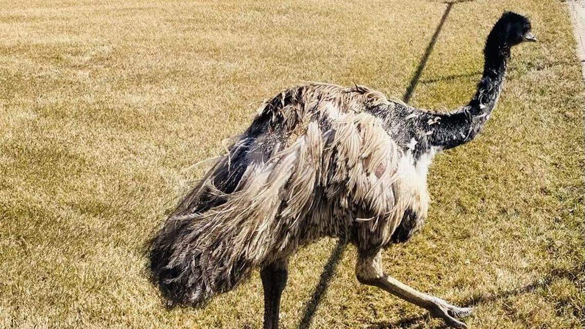 A runaway emu almost got away with its escape — until someone recognized it in Colorado.