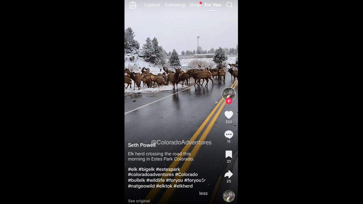 A huge herd of elk took over a neighborhood road in a snowy Colorado mountain town, TikTok video shows.