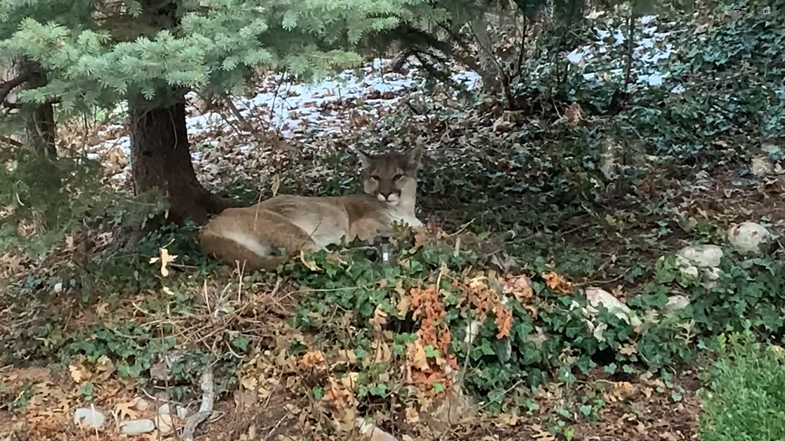 A mountain lion hung out for hours in a Utah backyard after feasting on a raccoon.