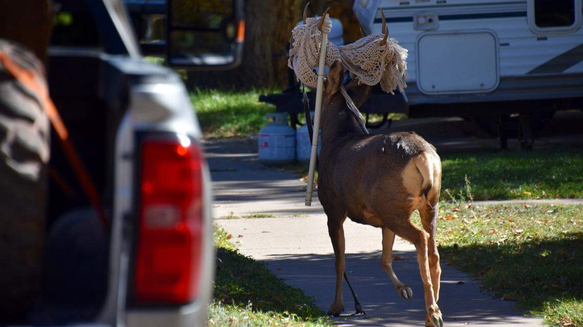 A mule deer buck carried an 8-pound hammock tangled in its antlers for days in Colorado.