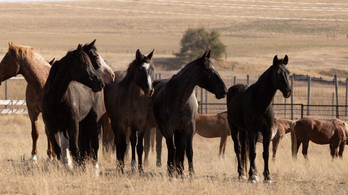 Critics are outraged after hundreds of wild horses were rounded up at a North Dakota national park, and some videos show limping horses and young horses separated from their band.