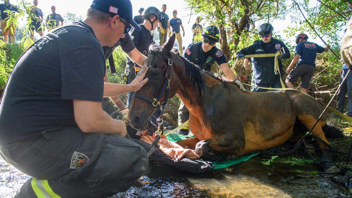 An elderly horse was stuck in a Colorado creek with 12-foot embankments, photos show.