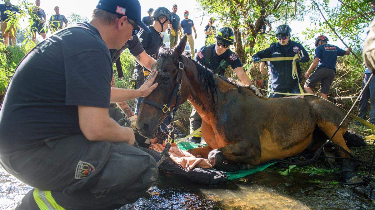An elderly horse was stuck in a Colorado creek with 12-foot embankments, photos show.