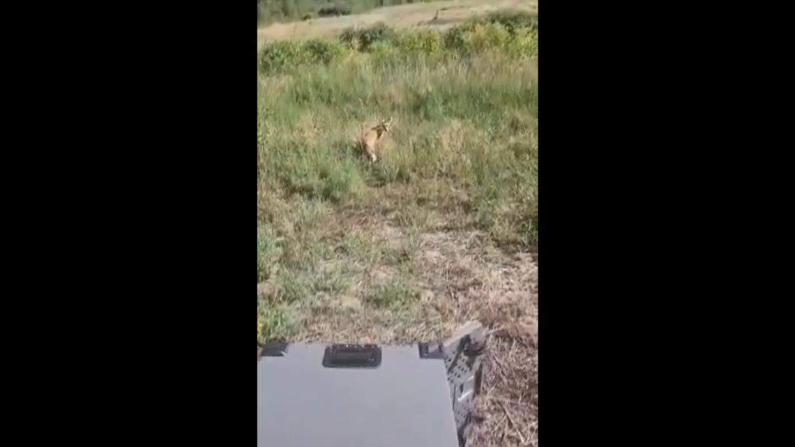 An adorable family of orphaned foxes leaned on and learned from each other as they grew up in a Colorado wildlife rehabilitation facility before they were released back into the wilderness together.