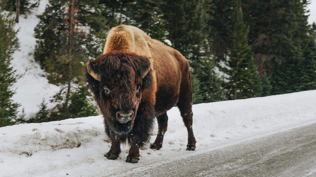 A herd of bison (not the one pictured here) charged into a crowd of people in Yellowstone National Park.