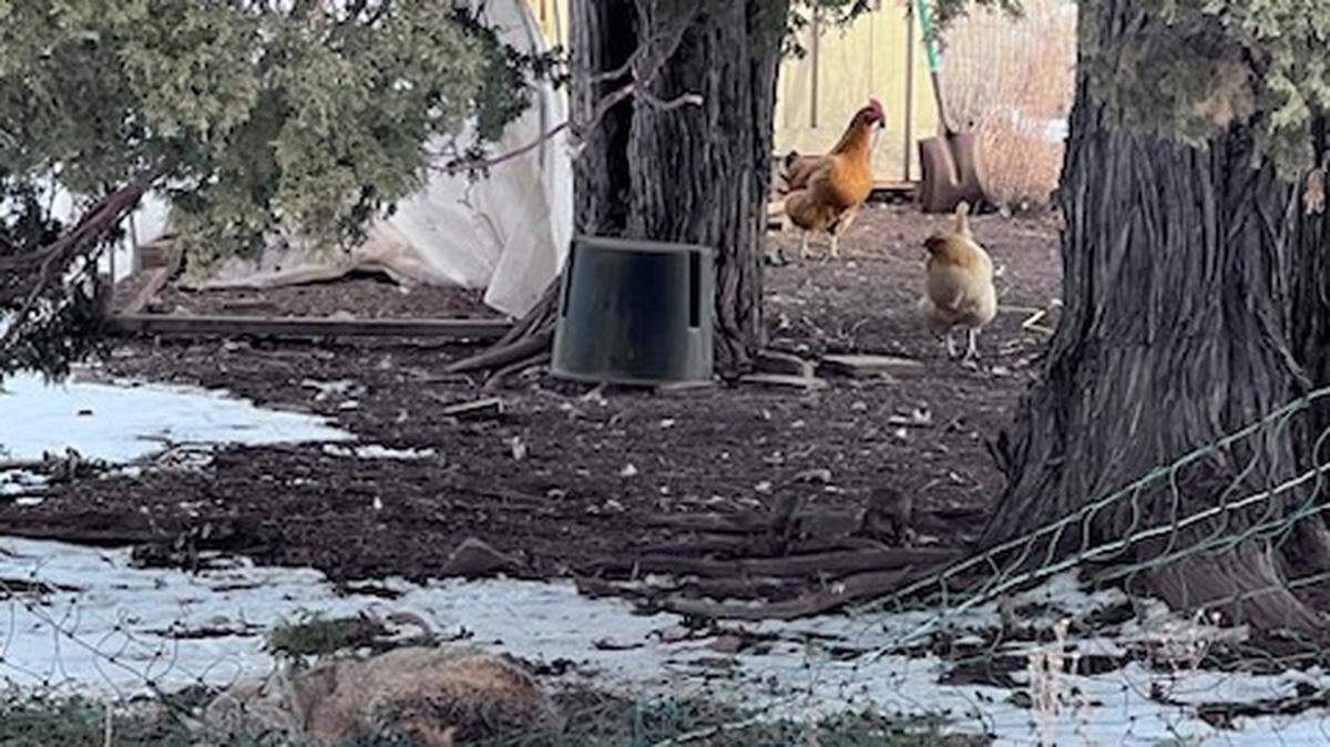 A stealthy predator tried sneaking into a Colorado chicken coop to get itself a snack and got caught in the act — literally.