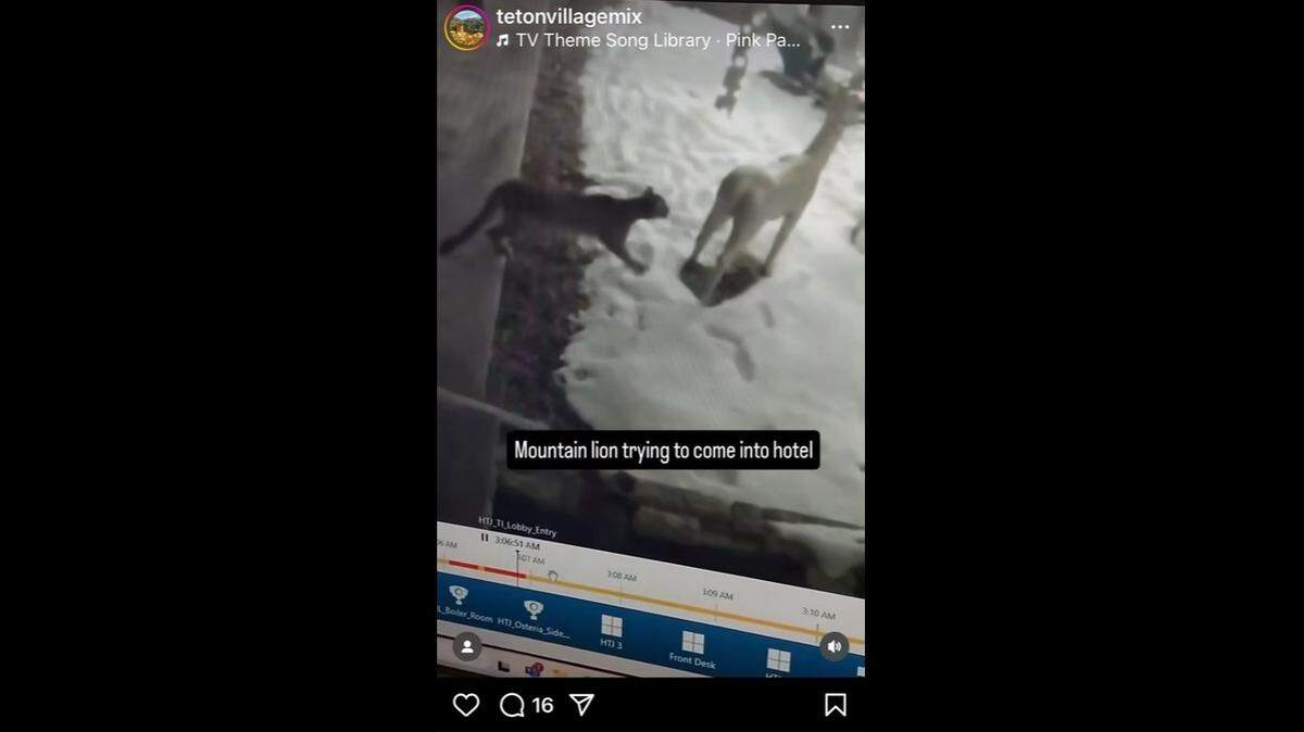A mountain lion seemed perplexed by a fake reindeer Christmas decoration outside a Wyoming hotel, video shows.