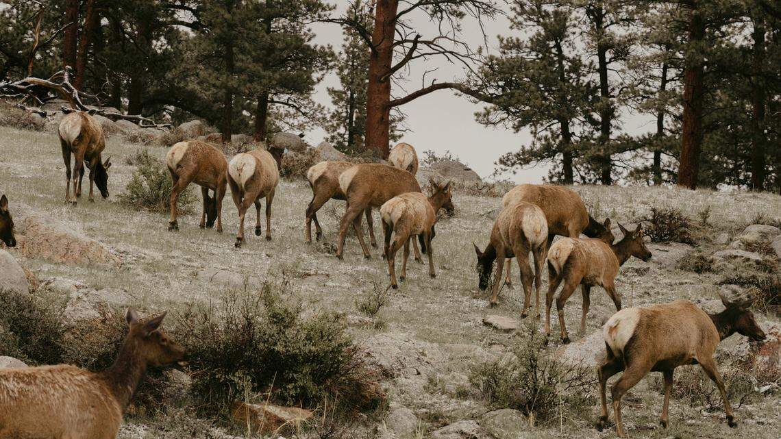 File photo of a herd of elk. A hunting guide was fatally shot in northeastern Oregon, deputies said.