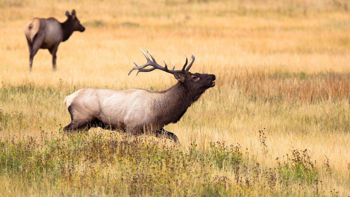 Public school officials in Montana started the day with a gruesome discovery — an elk carcass on the school’s football field.