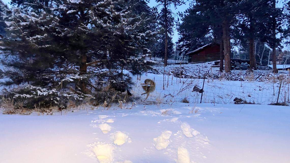 A coyote appeared to be doing backflips in the snow, but a closer look reveals its predicament, deputies said.