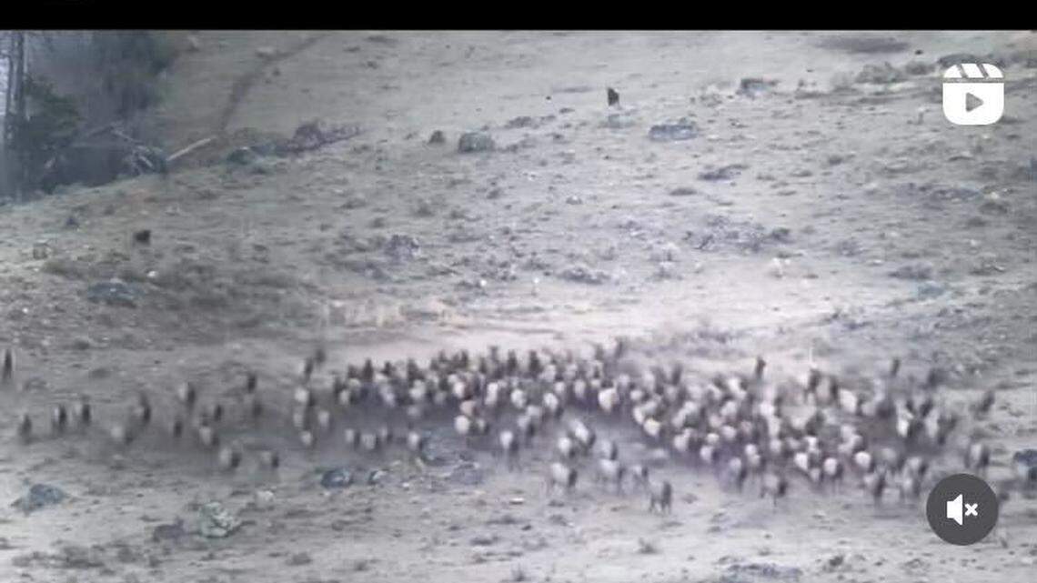 Intense video shows the moment a pack of wolves chases down a herd of more than 300 elk in Yellowstone National Park.