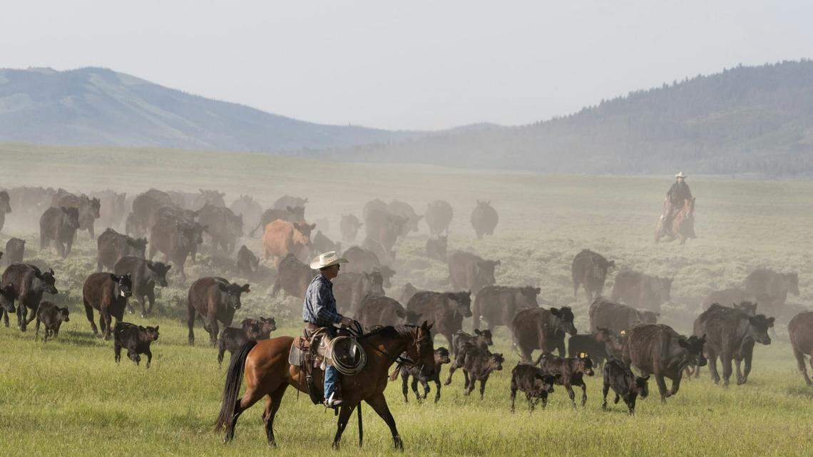 An anthrax outbreak killed dozens of cattle and a moose in southeastern Wyoming.