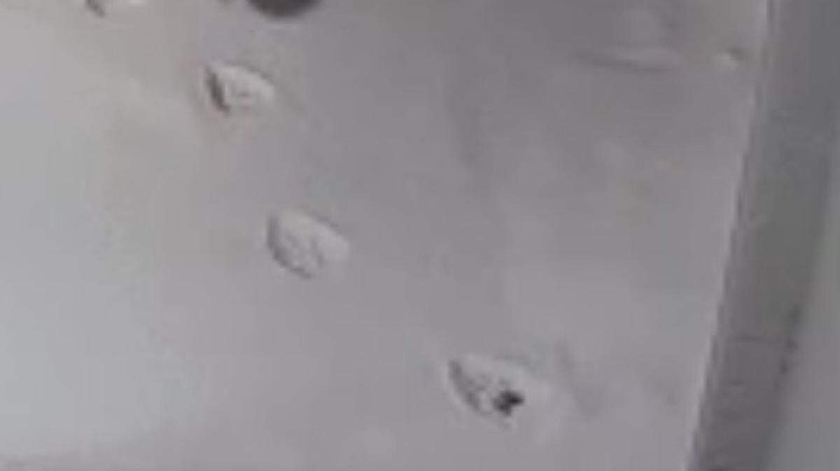 An elusive predator was spotted prowling through snow in a Colorado neighborhood, photos show.