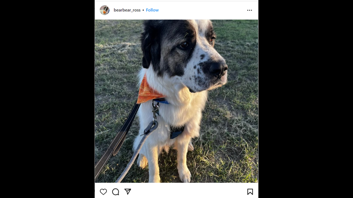 A military family had to make the heartbreaking decision to move across the country without their dog after he went missing in Colorado.