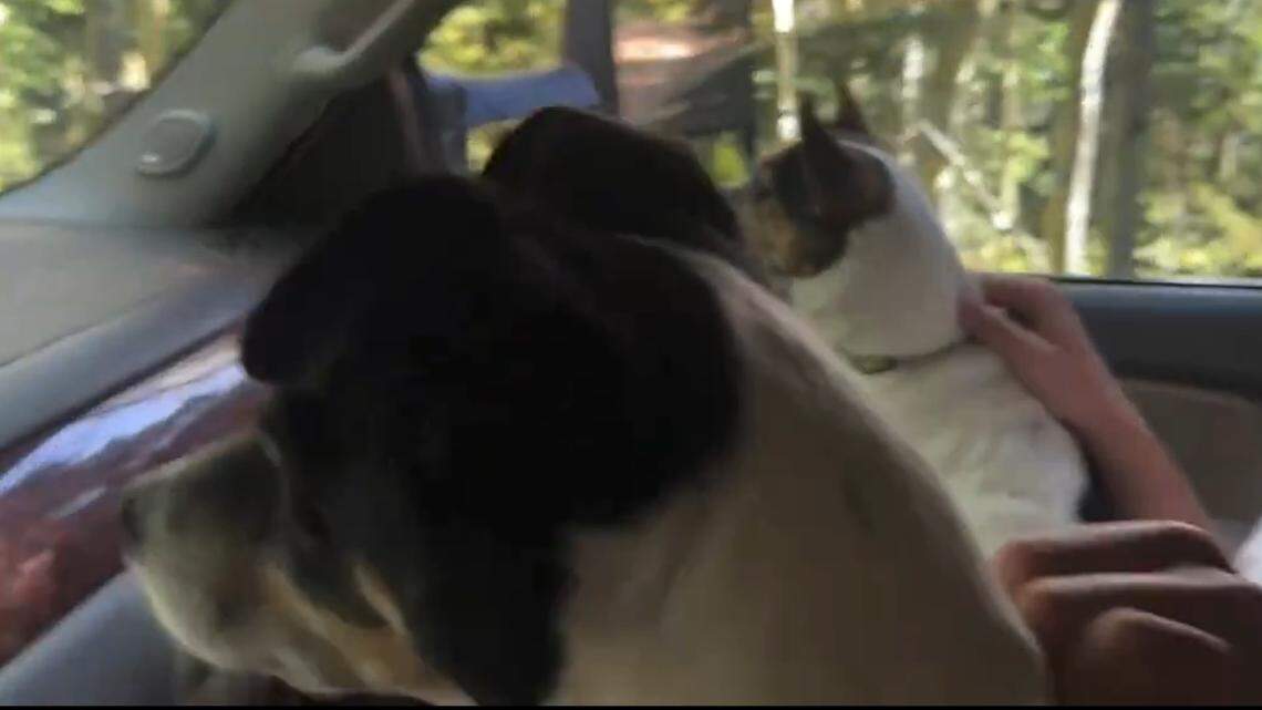 A pair of wolf pups played in a puddle along a Colorado road, and a lucky resident captured it on video as his pet Jack Russell terriers watched "mesmerized" from the car.