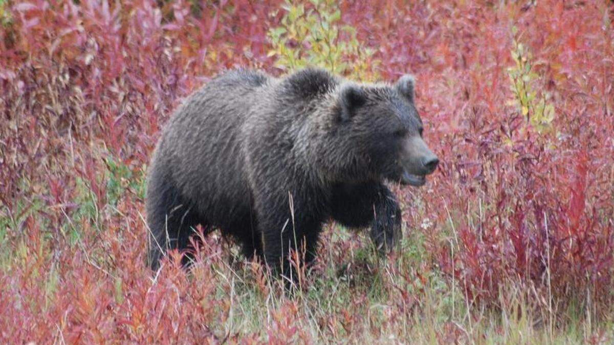 A bear (not the one pictured) attacked a hiker in Idaho’s backcountry, officials say.