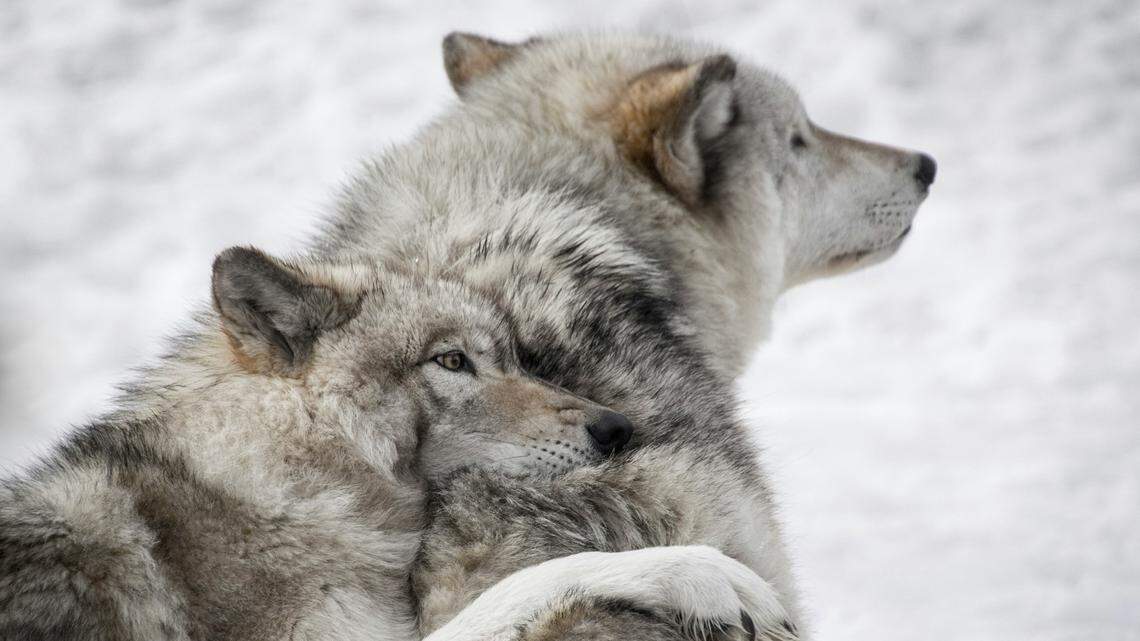 Animal welfare advocates are outraged after a man who cops say tortured a live wolf (not the one pictured) was fined $250. They’re calling for criminal charges against him.