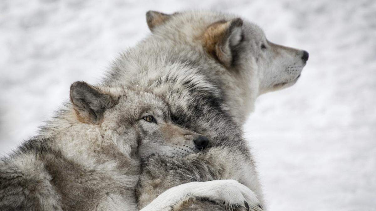 Animal welfare advocates are outraged after a man who cops say tortured a live wolf (not the one pictured) was fined $250. They’re calling for criminal charges against him.