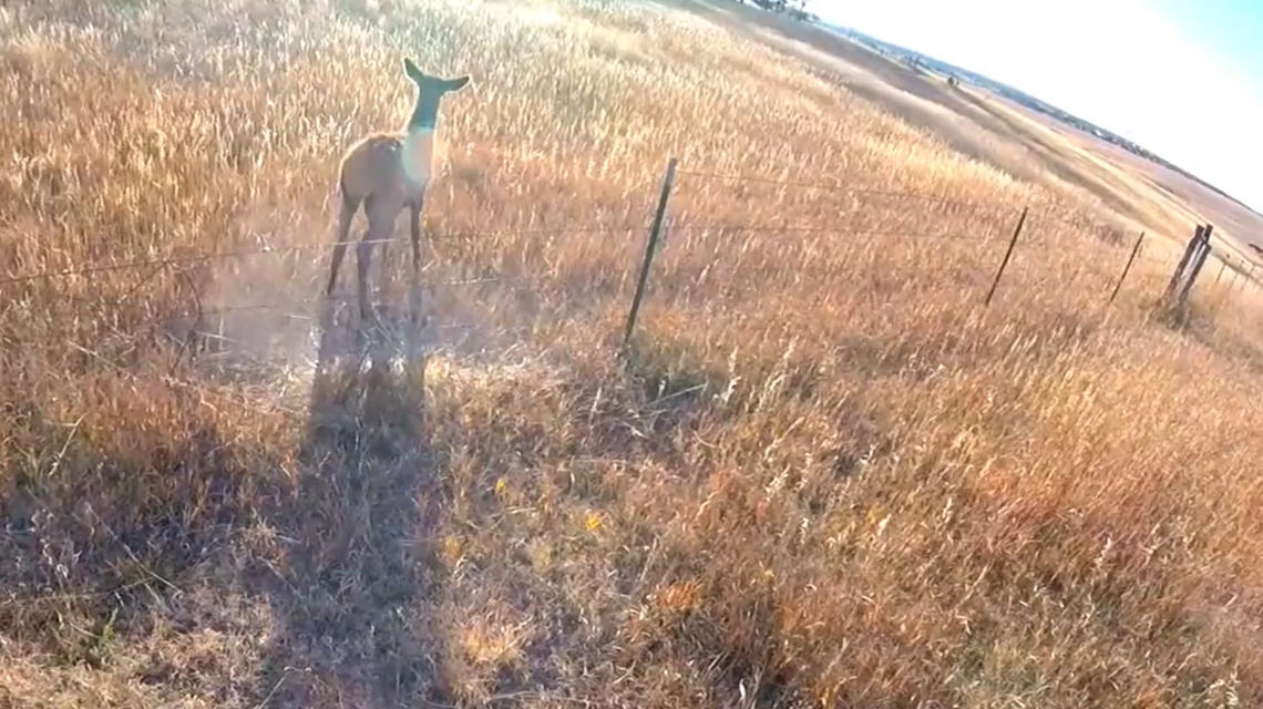 Elk calf caught on barbed-wire fence in Colorado. See its sweet reaction when freed