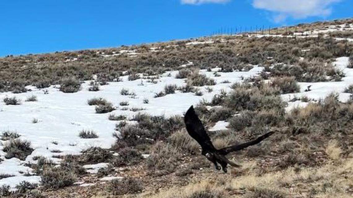 A golden eagle spent about eight months recovering from a wing injury after it was hit by a car on a Colorado highway before it was ready to fly home to the wilderness, photos and video shows.