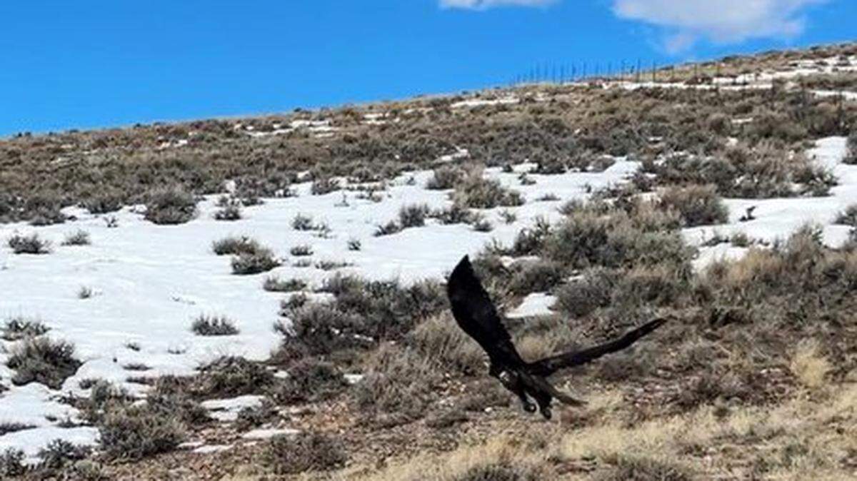 A golden eagle spent about eight months recovering from a wing injury after it was hit by a car on a Colorado highway before it was ready to fly home to the wilderness, photos and video shows.