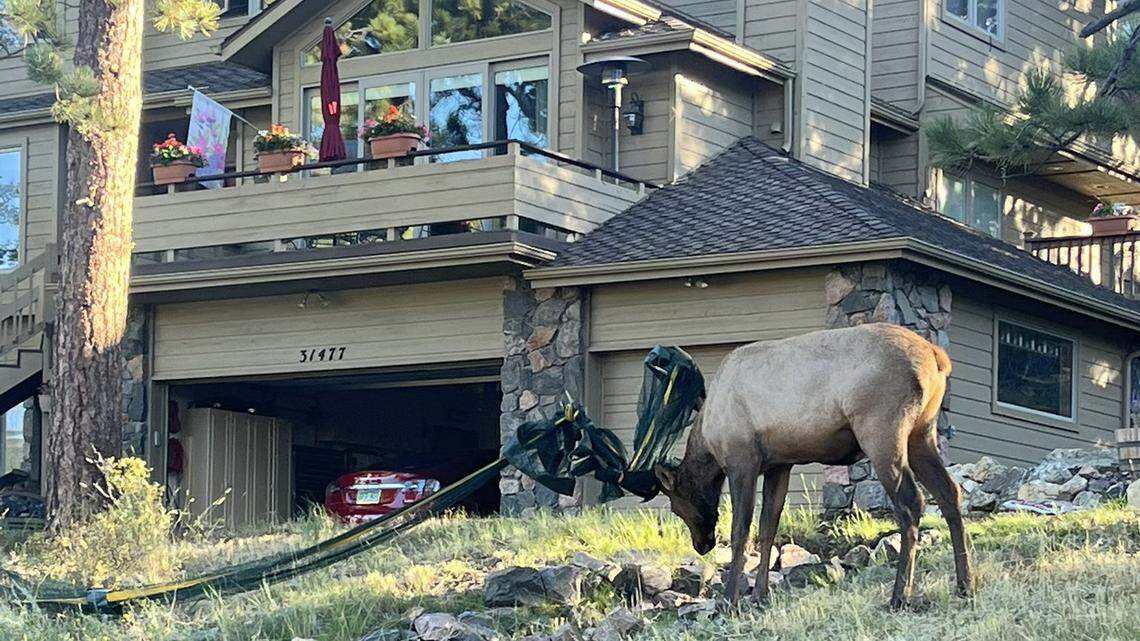A bull elk got its antlers tangled in 100 feet of rope near a Colorado home.