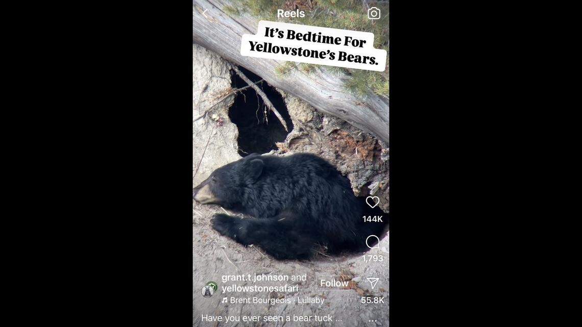 A bear was seen tucking itself into its den for winter hibernation in Yellowstone National Park.