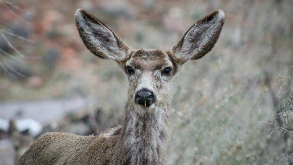 A man is accused of shooting at a deer (not the one pictured) in Oregon. It’s not known if it was killed, deputies said.