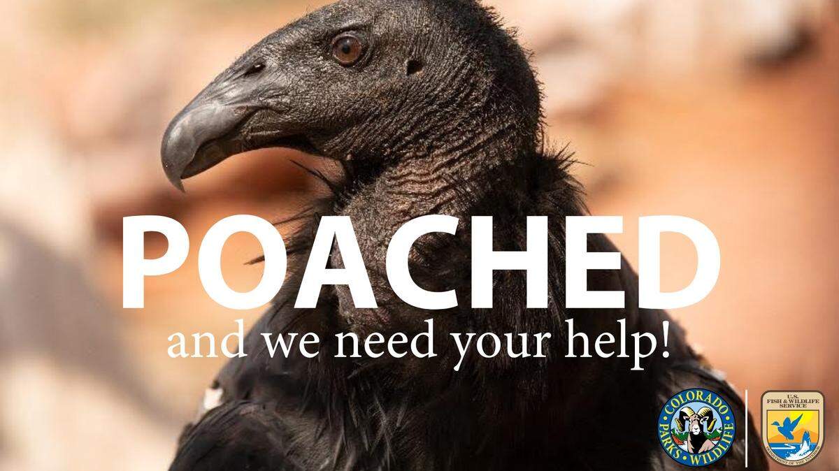 A critically endangered California condor was found dead in Colorado, and wildlife officials are on the hunt for the poacher responsible.