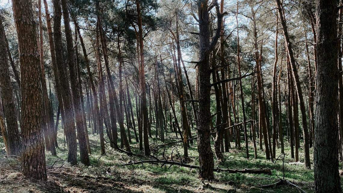 The U.S. Forest Service decided against exploding horse carcasses amid dry conditions in a Wyoming national forest to avoid igniting a wildfire.