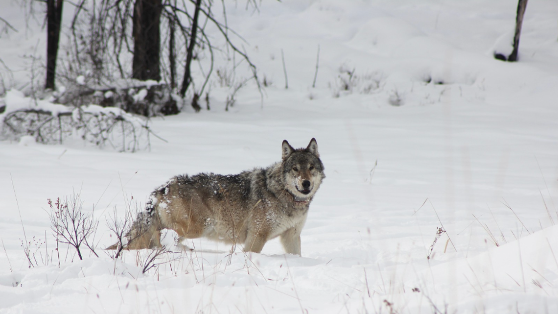 ‘Queen of the Wolves’ — one of Yellowstone’s oldest — dies after rival pack fight