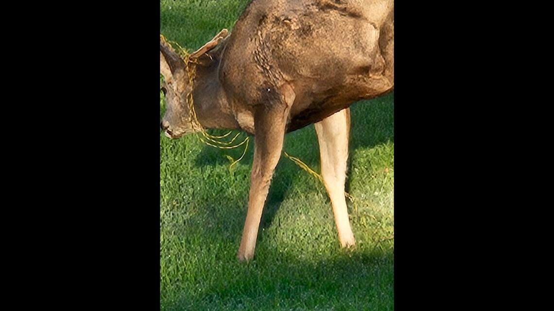 Deer spent weeks with electric rope wrapped around antlers and neck. See rescuers help