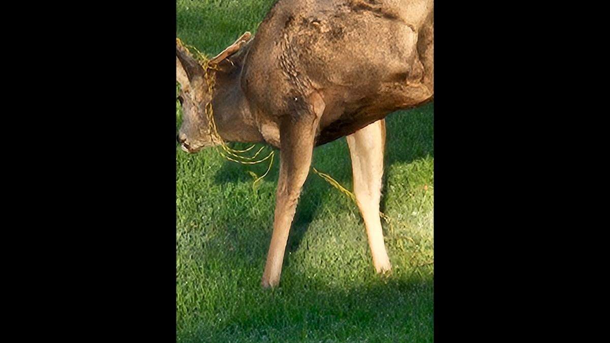 A buck was spotted in a Colorado community for weeks with electric rope tangled around its neck and antlers.