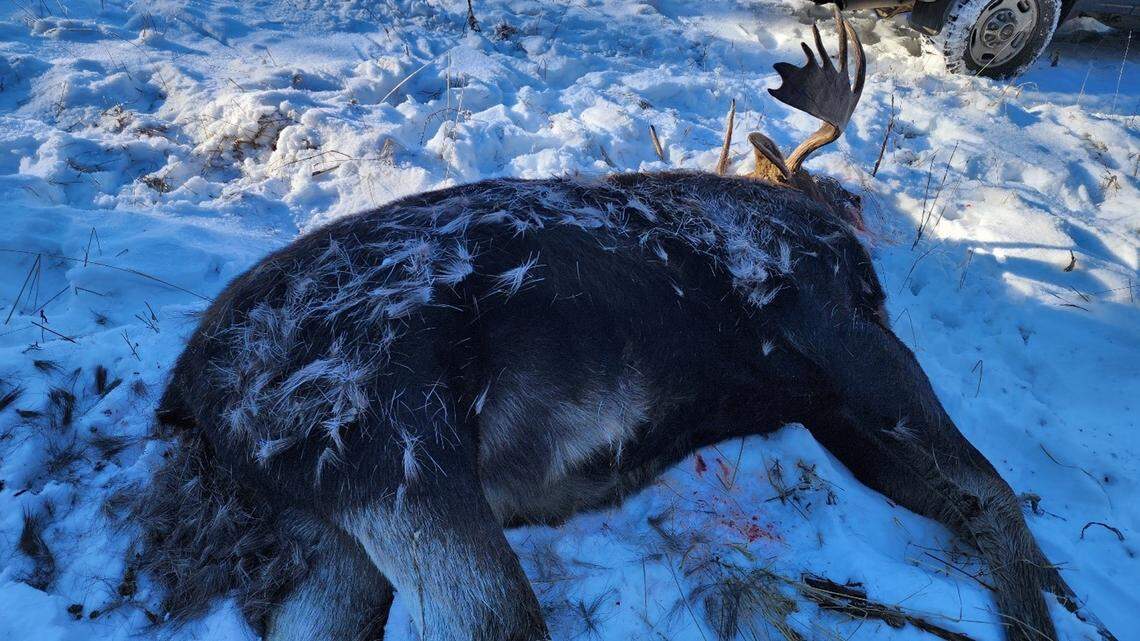 Idaho Fish and Game are seeking the public’s help to identify a poacher who shot a bull moose and left the entire animal to waste.