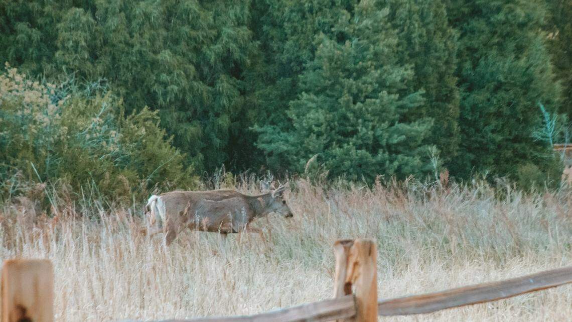 A 20-year-old man from Michigan went on a mule deer killing spree and scattered the buck, doe and fawn carcasses around the town of Cody, Wyoming, before turning himself in, sheriff’s officials said.