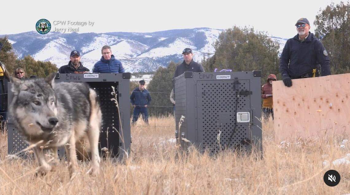 Colorado Parks and Wildlife reintroduced 10 gray wolves into the state in December 2023.