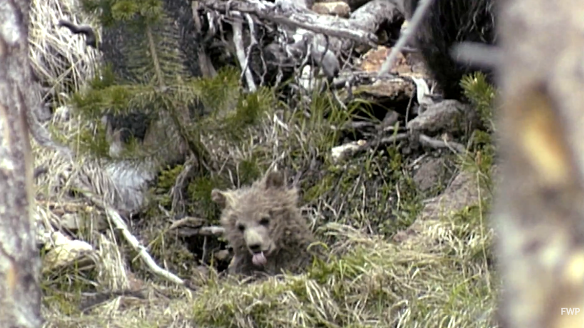 A mother grizzly bear was shot dead after two men surprised her and her cub while they were scouting for the upcoming hunting season in northwest Montana. 