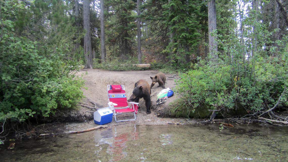 Bears feast on food left inside an abandoned backpack near the shore of Phelps Lake in Grand Teton National Park while the tourists were out on the water.