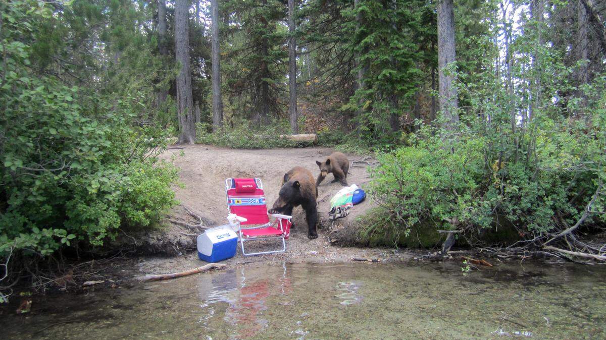 Bears feast on food left inside an abandoned backpack near the shore of Phelps Lake in Grand Teton National Park while the tourists were out on the water.