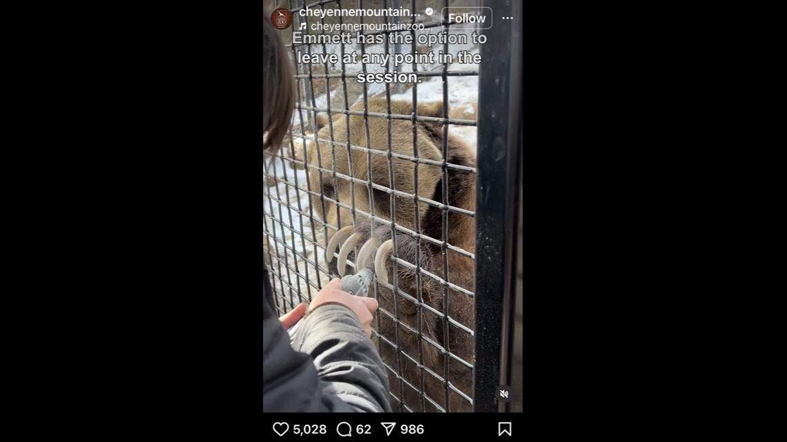 A grizzly bear enjoyed a manicure at a Colorado zoo — with a steady supply of treats to reward his good behavior, video shows.