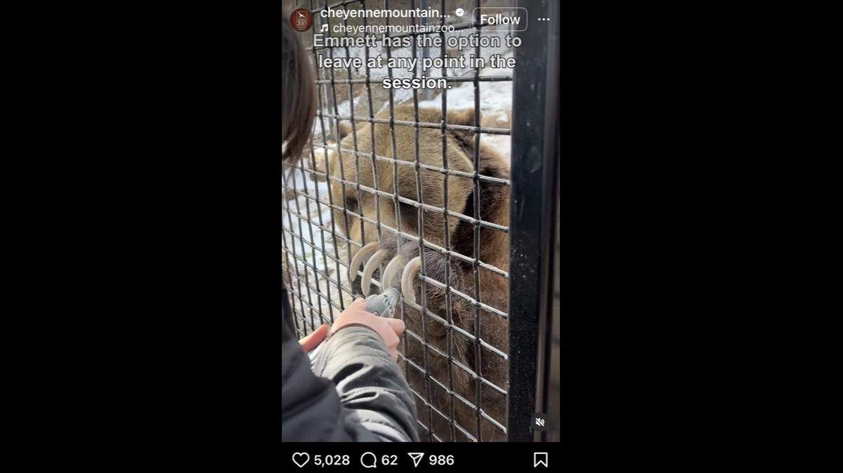A grizzly bear enjoyed a manicure at a Colorado zoo — with a steady supply of treats to reward his good behavior, video shows.