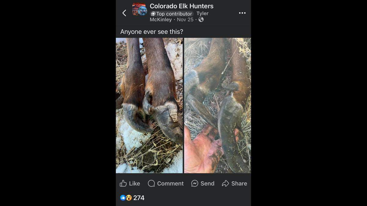 A hunter spotted a cow elk with misshapen hooves in Colorado, but what might have caused it remains a mystery.