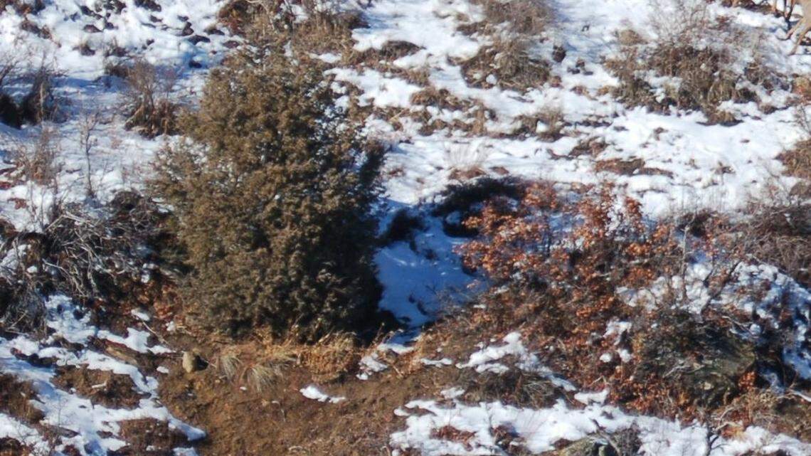 An extremely rare 1-in-100,000, uniquely colored creature was spotted in this area of the southwestern Colorado mountains.