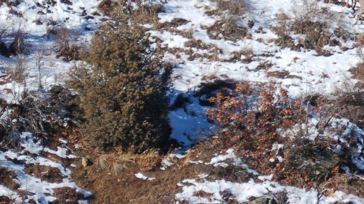 An extremely rare 1-in-100,000, uniquely colored creature was spotted in this area of the southwestern Colorado mountains.