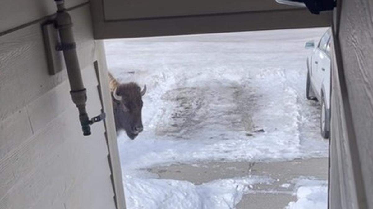 A Yellowstone worker posted a TikTok showing why they always make sure to look both ways before leaving their dorm.