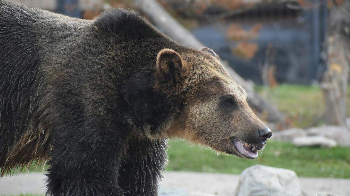 A crowd cornered a grizzly bear (not the one pictured here) to take pictures and video of it in Yellowstone National Park, tense video shows.