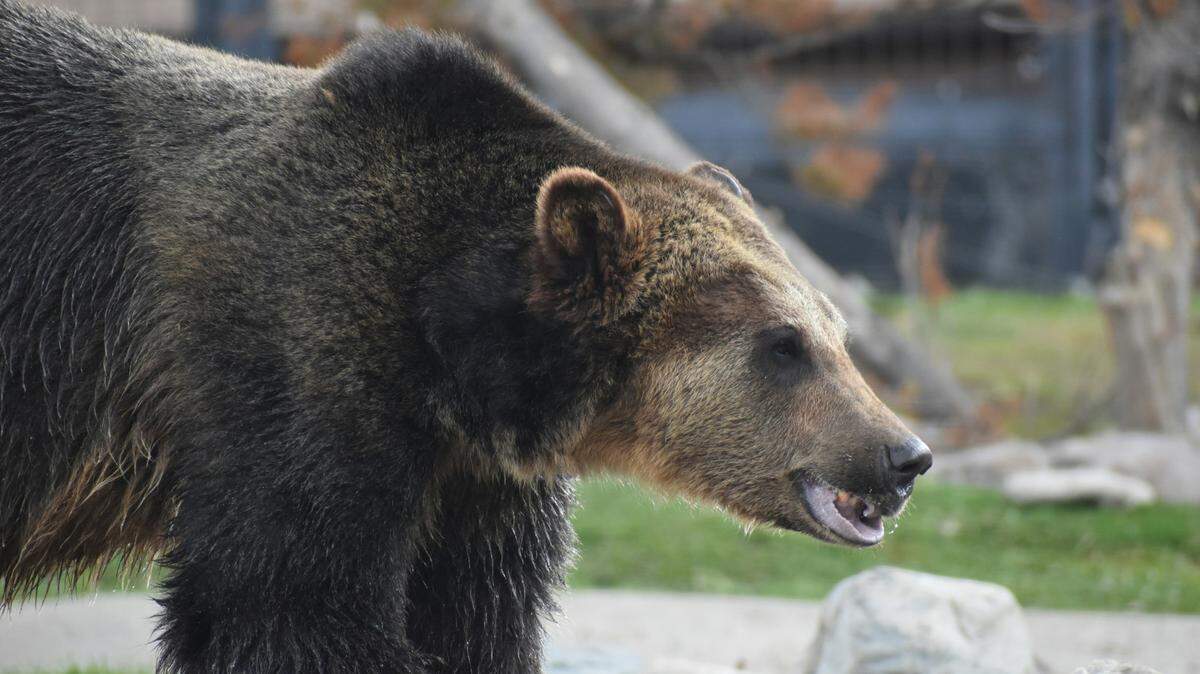 A Montana creek was closed to the public after a grizzly (not the one pictured) charged at two anglers.