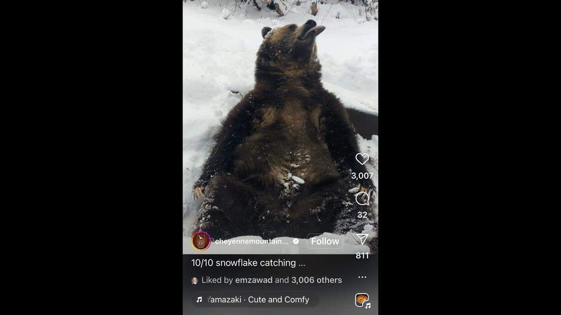 A beloved grizzly bear enjoyed the snow at a Colorado zoo and even tried catching some flakes on his tongue, video shows.